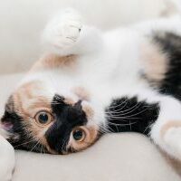 Cat - Pixabay - CC0 Public Domain Cat - Pixabay - CC0 Public Domain